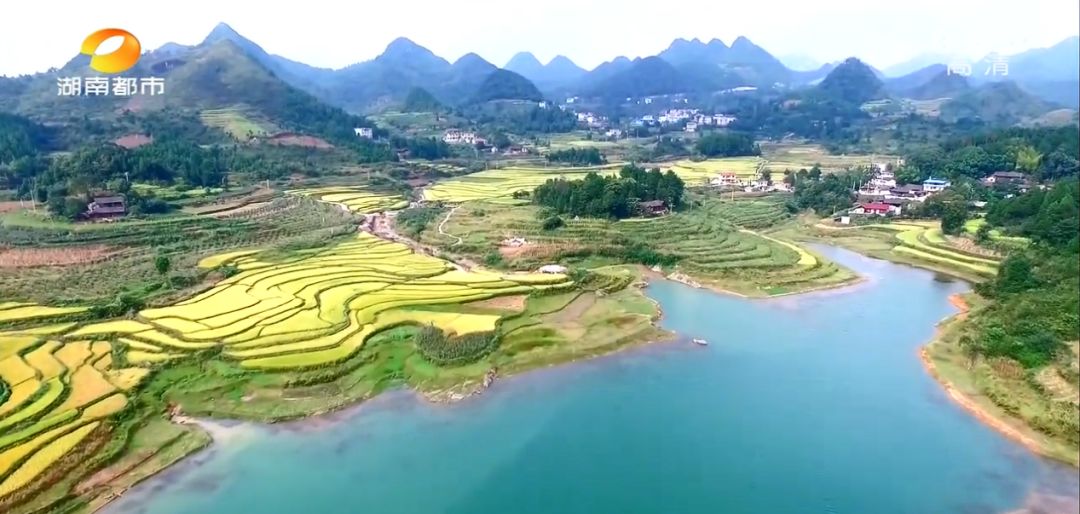 富硒村种植大米吗