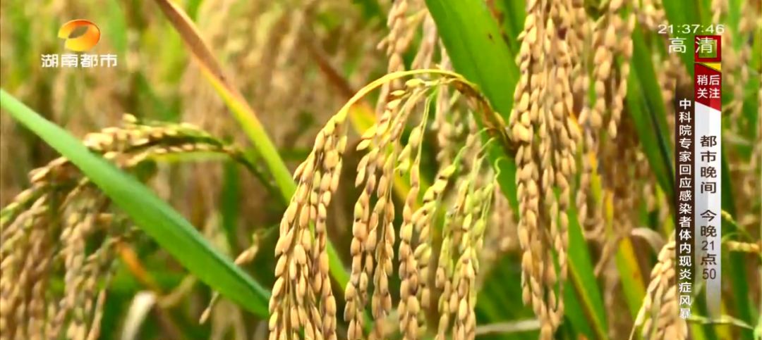 富硒村种植大米吗