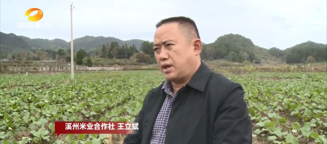富硒村种植大米吗
