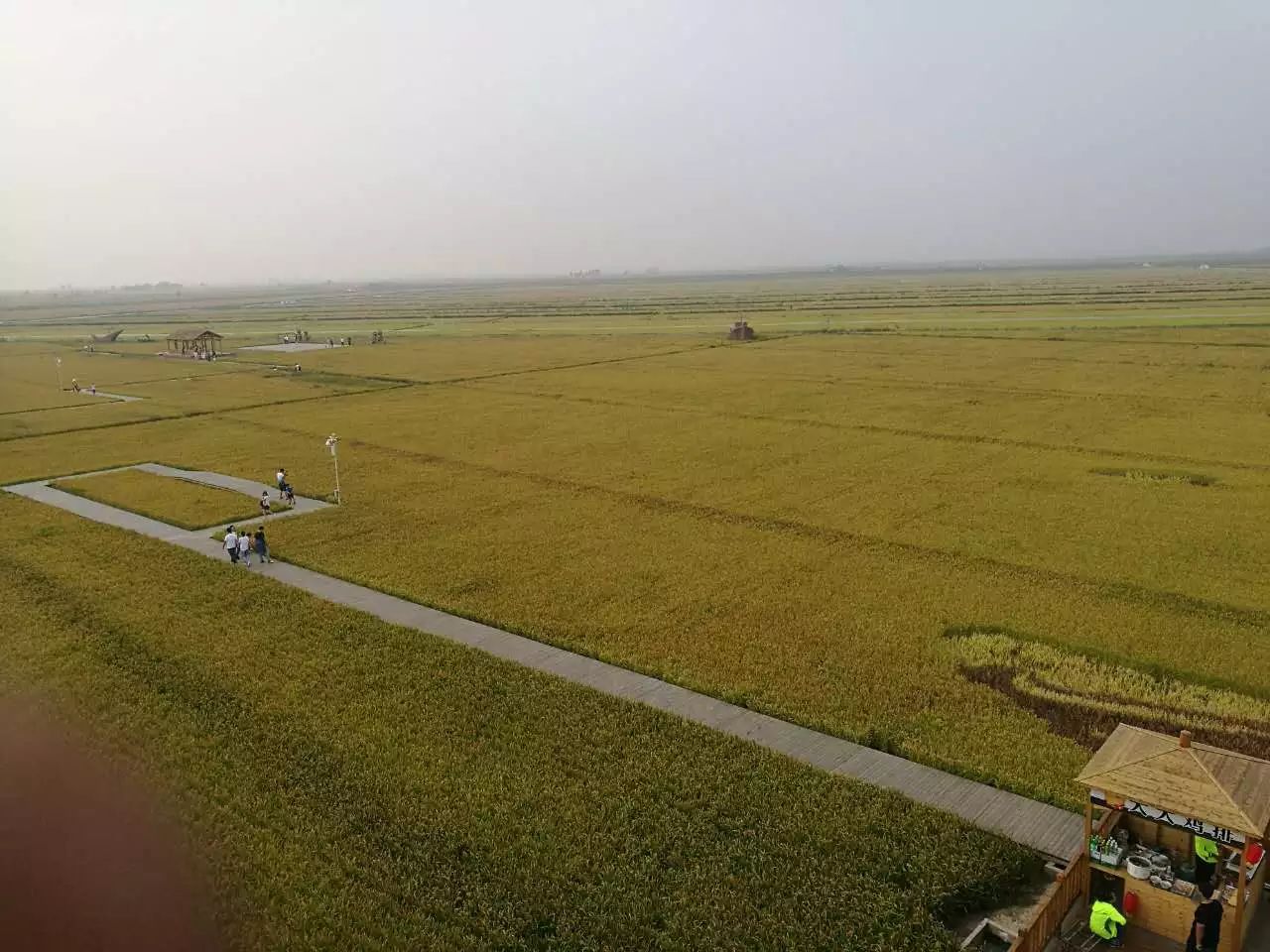 盘锦蟹田富硒大米