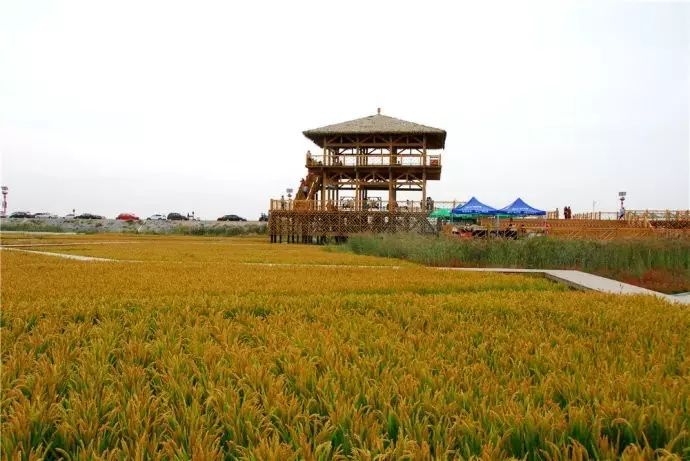 盘锦蟹田富硒大米