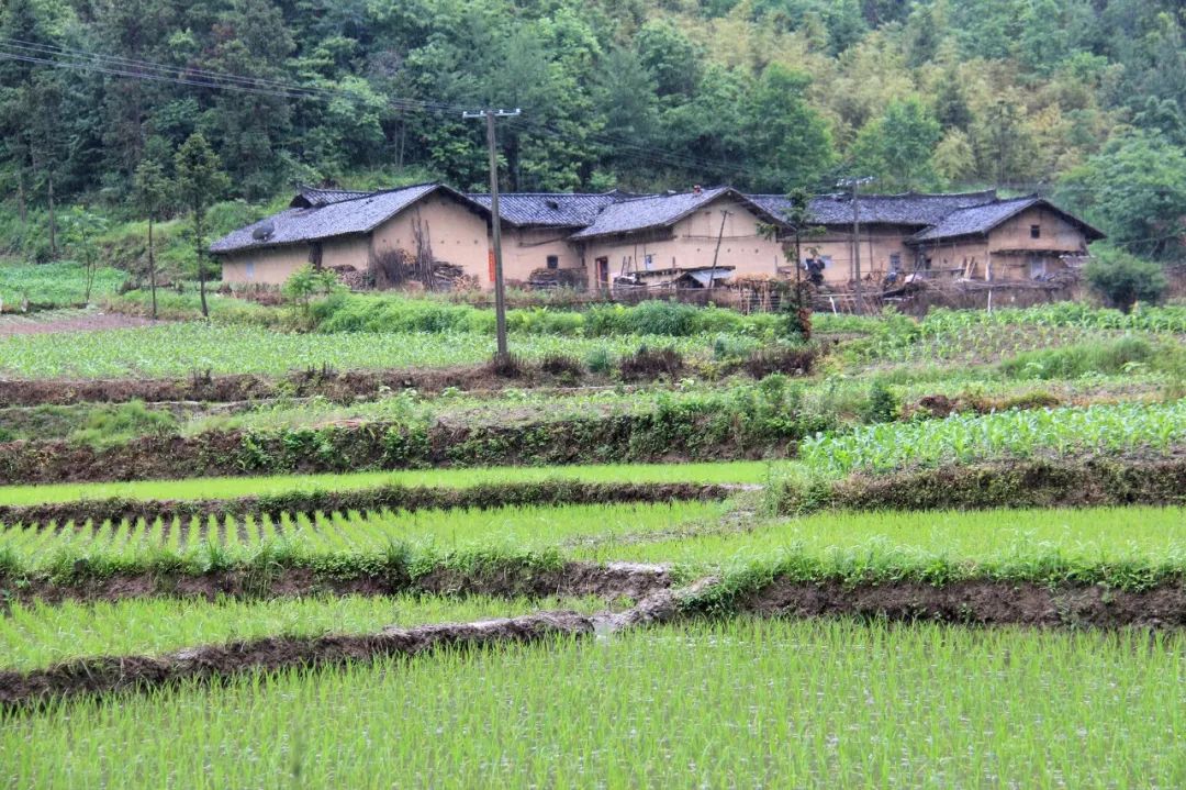 景阳高价富硒大米