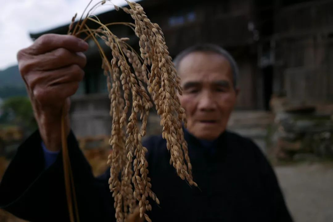 景阳高价富硒大米
