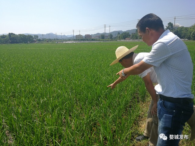 富硒大米买哪家的