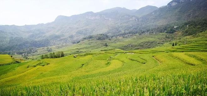 茗越家乡富硒大米