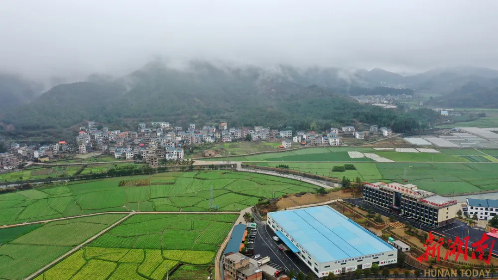 原生态富硒黑大米