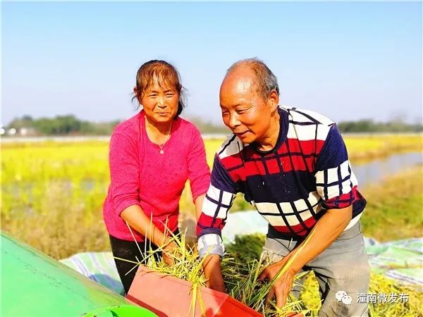 富硒稻蟹大米价格