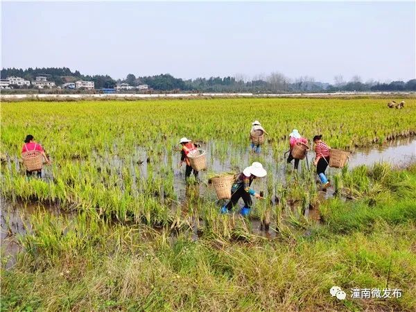 富硒稻蟹大米价格