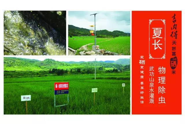 吉内得富硒大米5