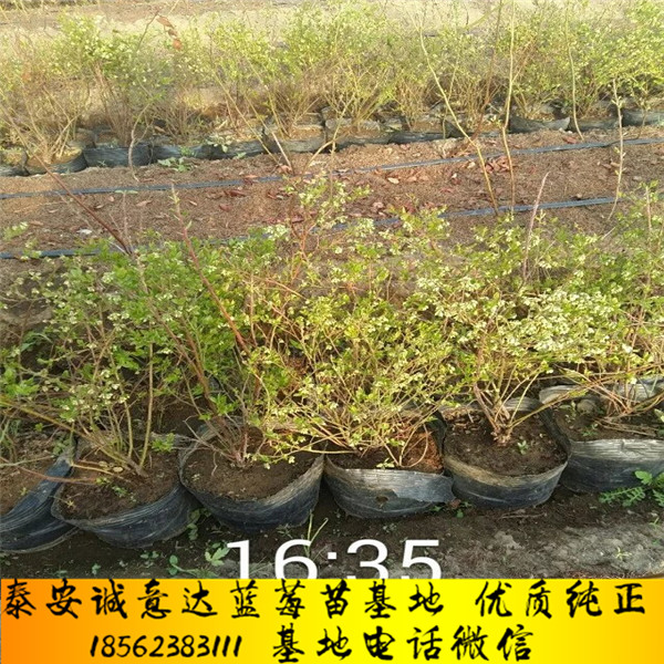 绿宝石蓝莓苗18年哪里便宜、莱克西蓝莓苗哪里批发
