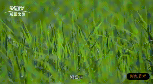 富硒大米多少钱升