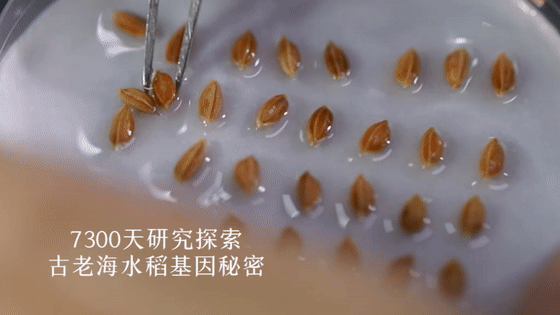 富硒大米多少钱升