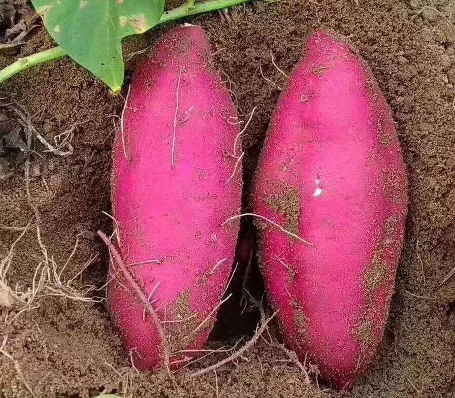 桥头富硒拇指地瓜