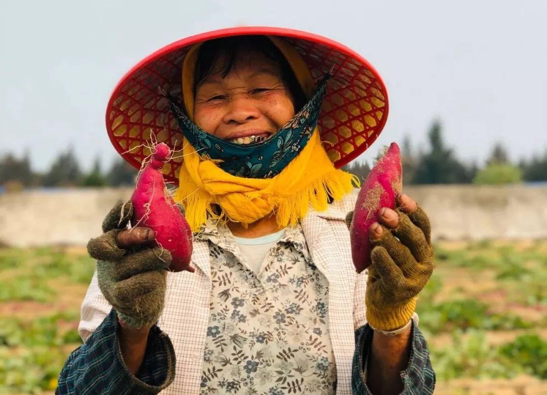 富硒地瓜种植条件