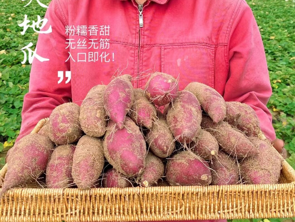 北京桥头富硒地瓜