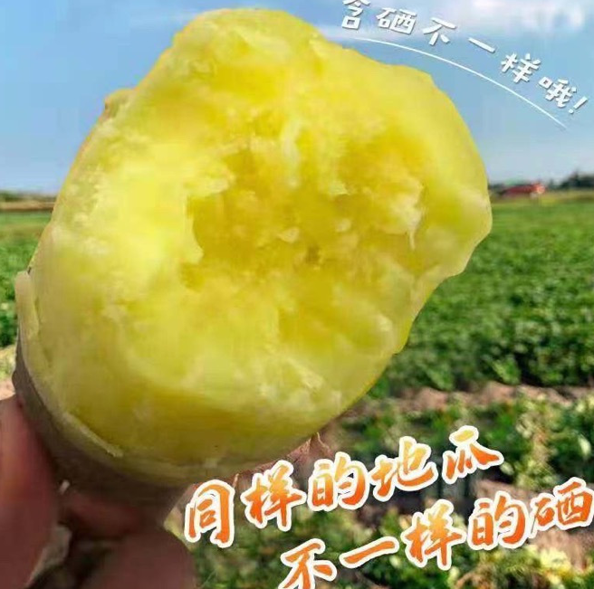 北京桥头富硒地瓜