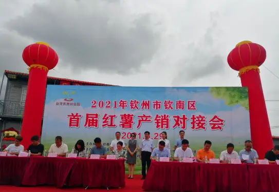 儋州富硒地瓜种植