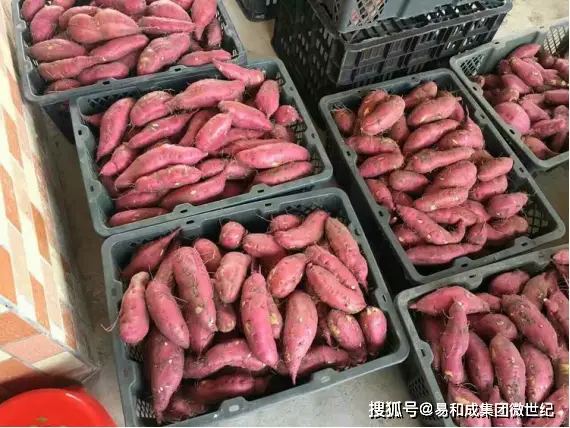 儋州富硒地瓜种植