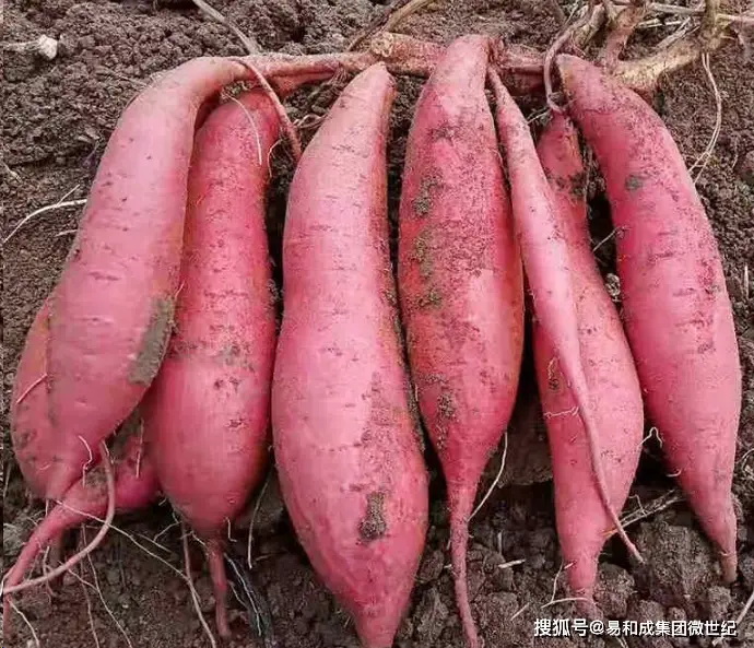 儋州富硒地瓜种植