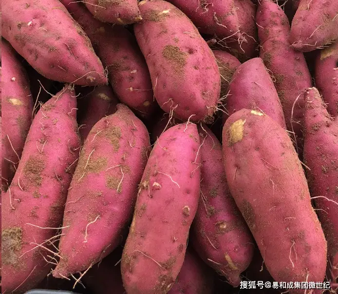 儋州富硒地瓜种植