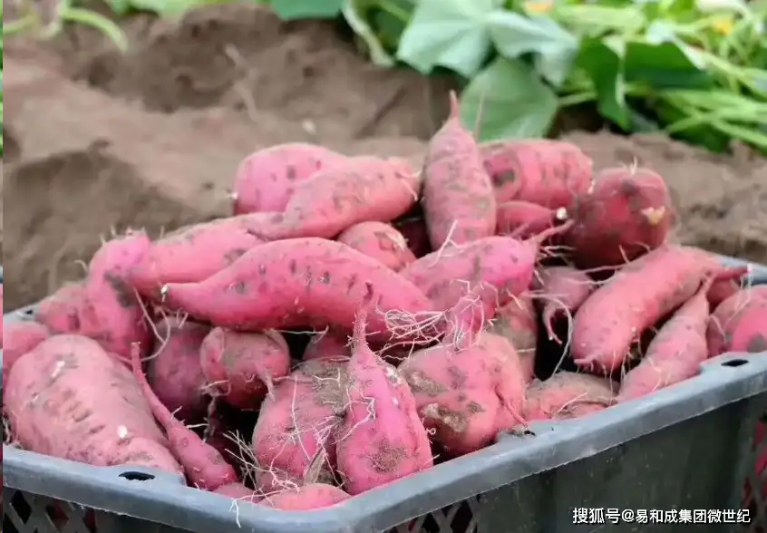 儋州富硒地瓜种植