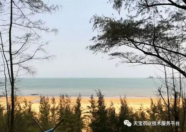 网购桥头富硒地瓜