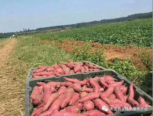 网购桥头富硒地瓜