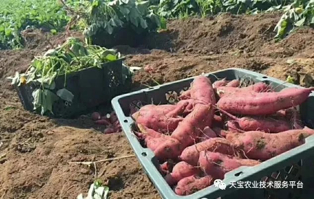 网购桥头富硒地瓜