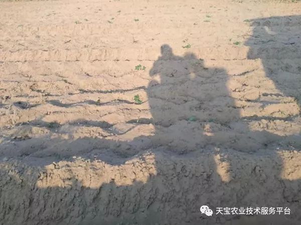 网购桥头富硒地瓜