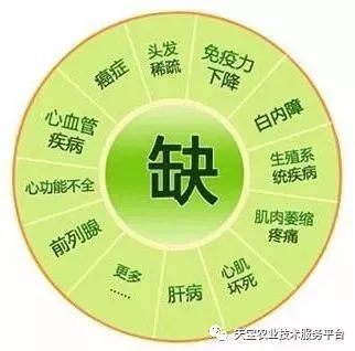 网购桥头富硒地瓜