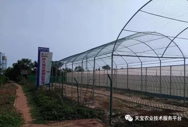 网购桥头富硒地瓜