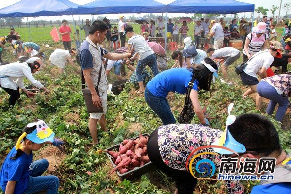　　50组亲子家庭在地瓜地举行挖地瓜比赛，体验农家耕作的欢乐。南海网记者陈望 摄　　