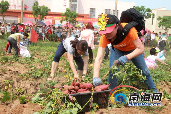 　　50组亲子家庭在地瓜地举行挖地瓜比赛，体验农家耕作的欢乐。南海网记者陈望 摄　　