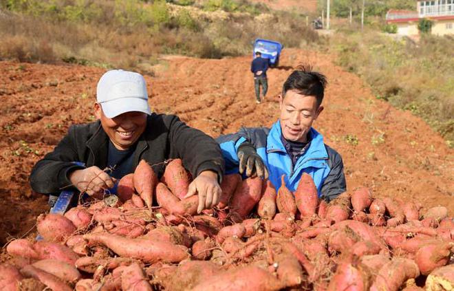 星际使者富硒地瓜