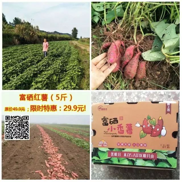 板栗薯和富硒地瓜