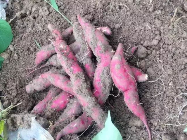 板栗薯和富硒地瓜