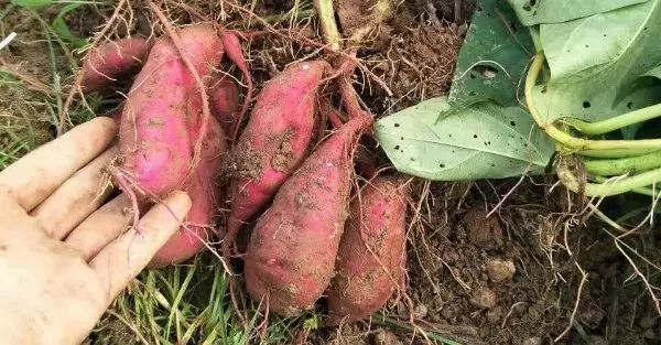板栗薯和富硒地瓜