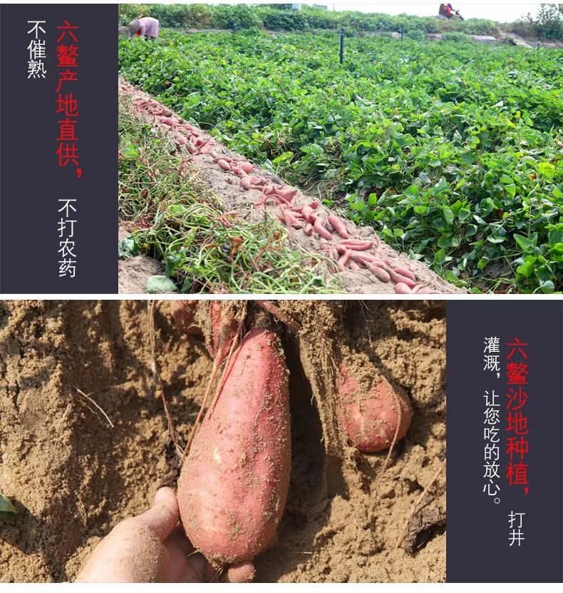 富硒地瓜皮的功效