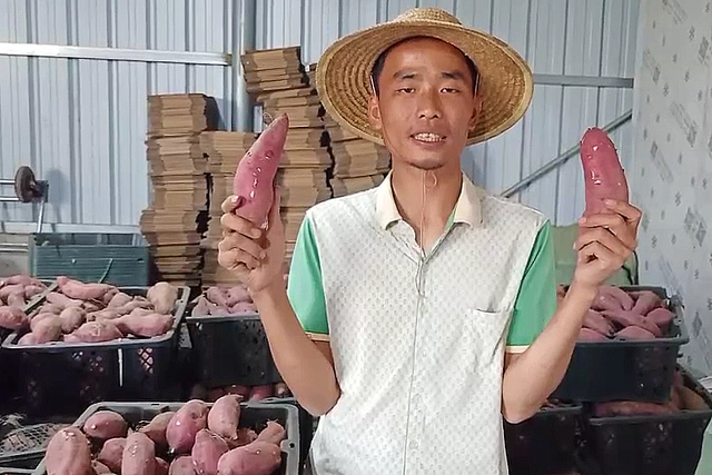 小蚁优选富硒地瓜