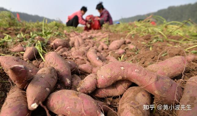 石河子富硒地瓜苗