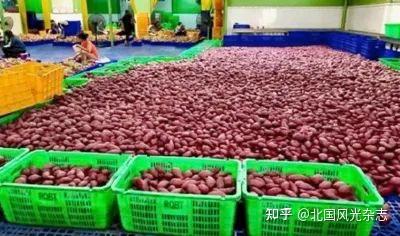 密薯是富硒地瓜吗