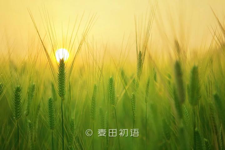 优质富硒面粉生产