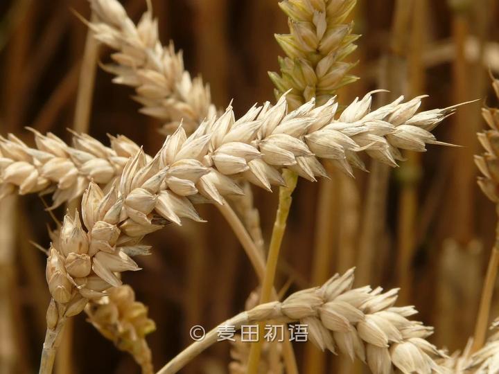 优质富硒面粉生产