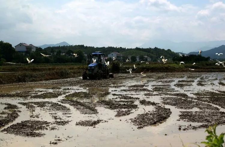 富硒面粉含量标准