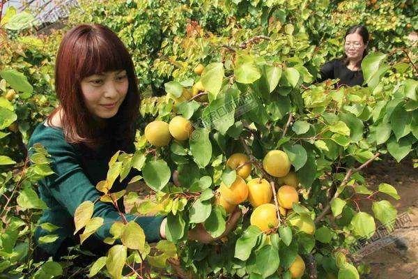 海南富硒面粉标准