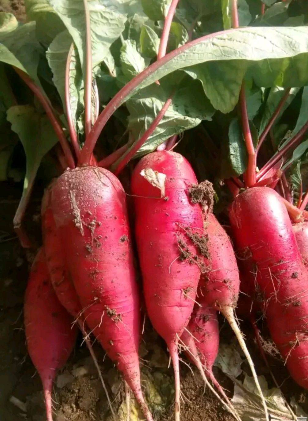 富硒蔬菜保稳保供