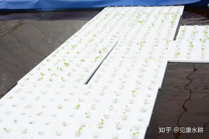 水培富硒蔬菜技术