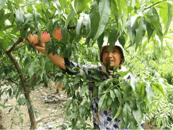 富硒 蔬菜 种植