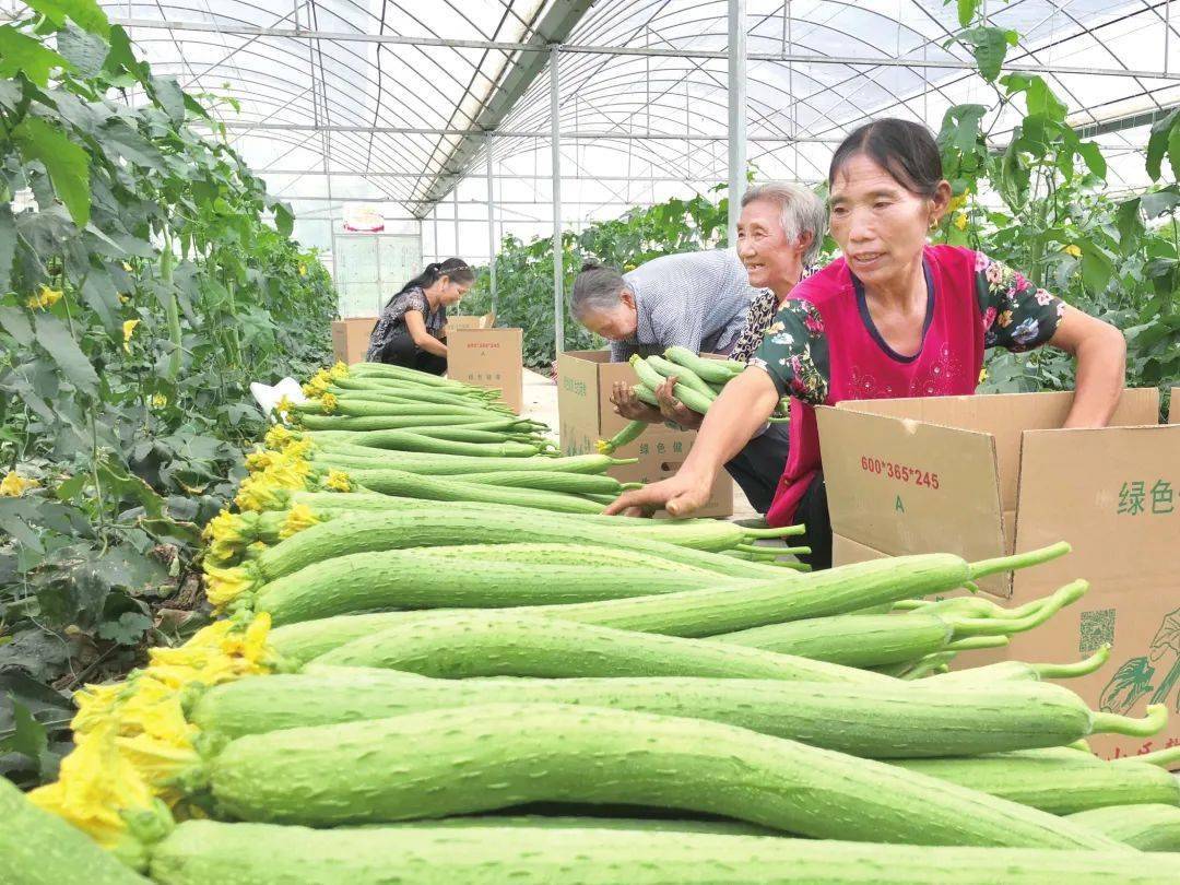 赣州富硒蔬菜报道