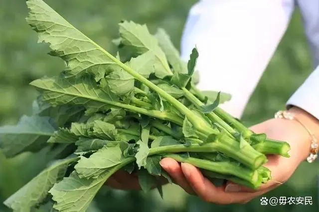 富硒蔬菜什么价格